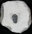 Bargain Gerastos Trilobite Fossil - Foum Zguid #22545-3